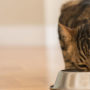 The diet of any cat should include a healthy proportion of protein and fat