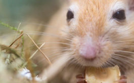 Gerbil gnawing on a snack inside his cage