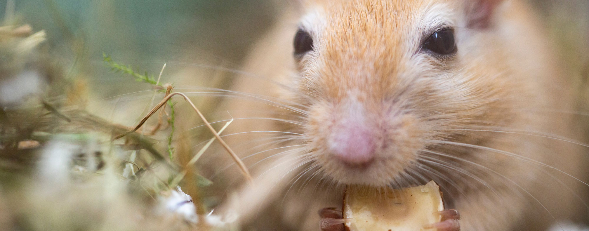 Gerbil gnawing on a snack inside his cage