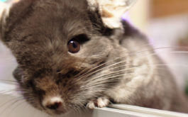 What chinchillas eat ought to be a mixture of protein, fat and fiber