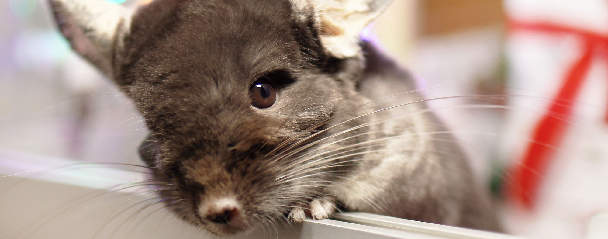 What chinchillas eat ought to be a mixture of protein, fat and fiber