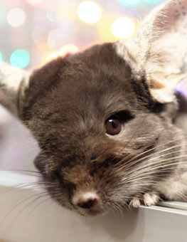 A cute chinchilla relaxing at the gate of his pen