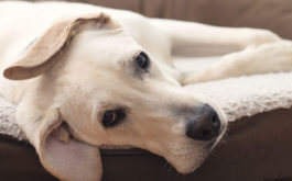 An adult dog lounging on his bed during the daytime