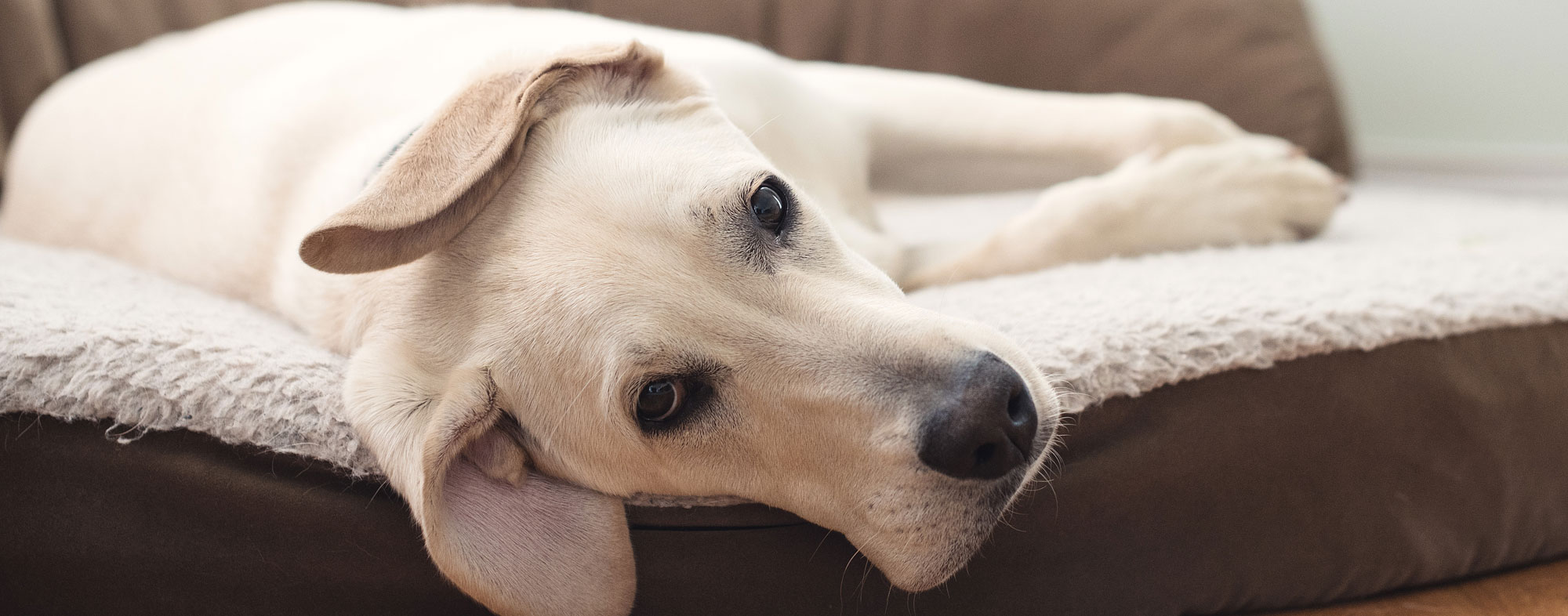 An adult dog lounging on his bed during the daytime