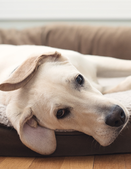 Dog resting in their bed, staring at camera