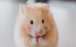 A small animal like a gerbil doesn't require any grooming or bathing