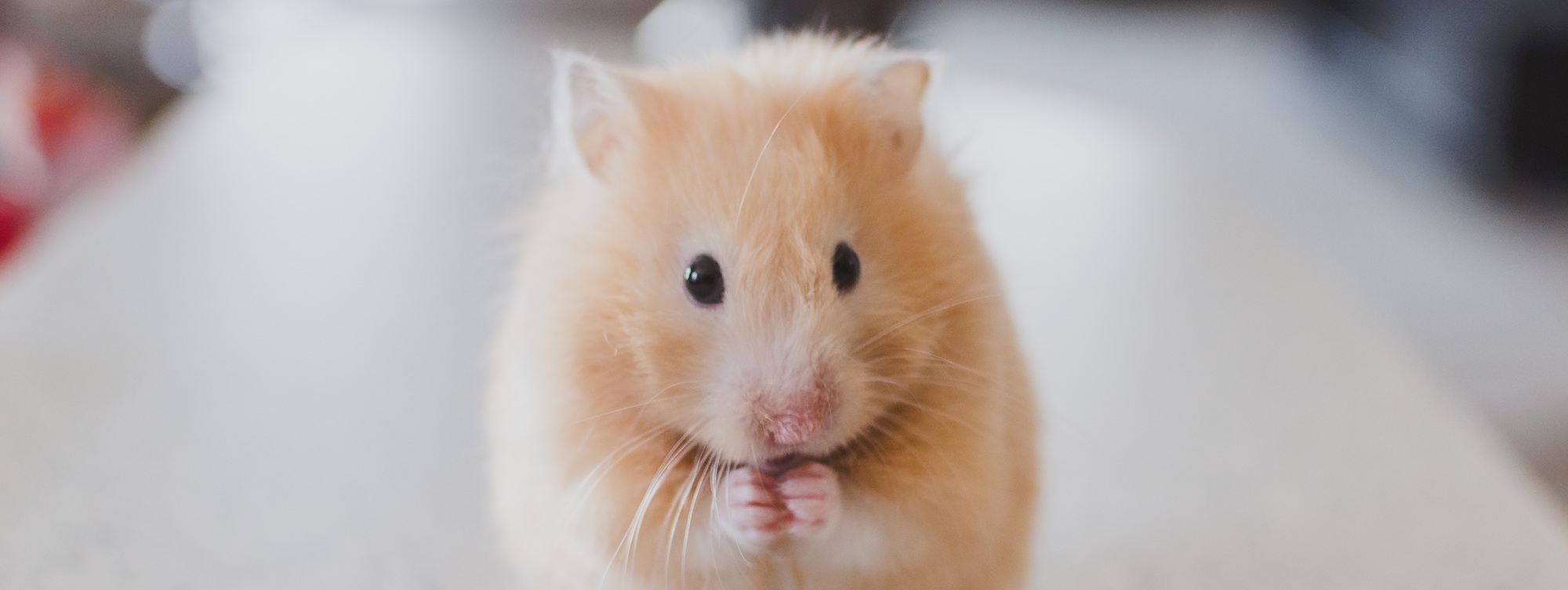 A small animal like a gerbil doesn't require any grooming or bathing