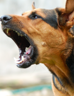 An aggressive German shephard barking at someone