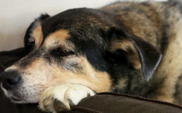 Dog with arthritis resting head and paws on arm of couch