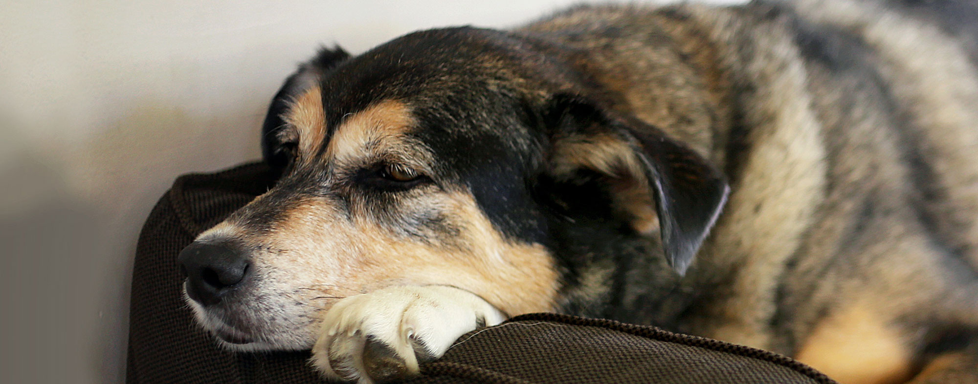 Dog with arthritis resting head and paws on arm of couch