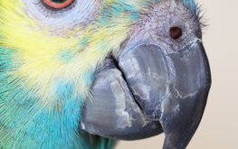 A healthy pet bird with a smooth beak