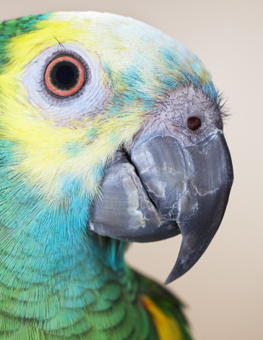 A healthy pet bird with a smooth beak
