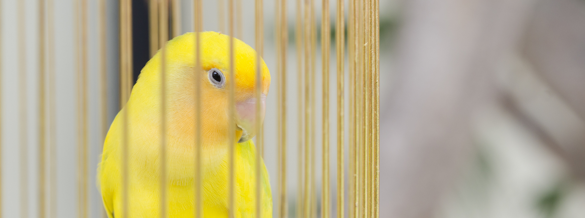 Putting Your Birdcage in the Right Place Hartz