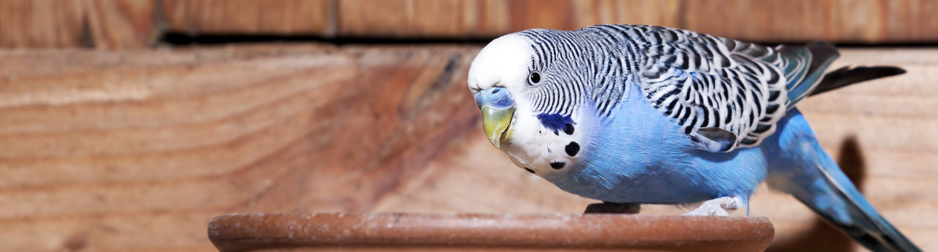 caring for pet birds a few helpful tips hartz caring for pet birds a few helpful tips hartz