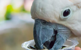 Pet parrots love eating bird foods like fortified seeds