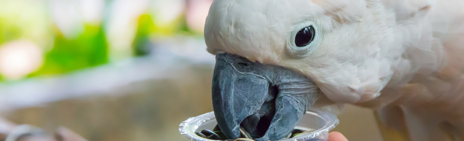 A Bird’s Daily Diet Hartz