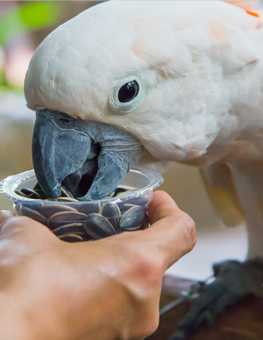 A pet bird consuming a diet of seeds out of a cup