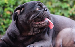 In the later stages of pregnancy, pregnant dogs need more calories