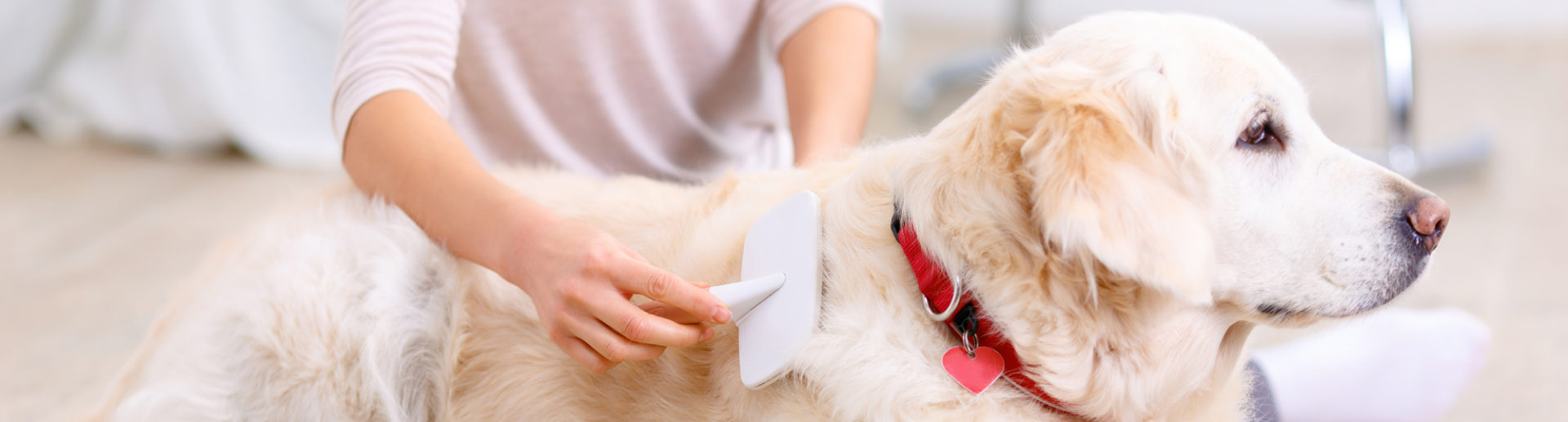 Caring for Your Dog’s Coat Hartz