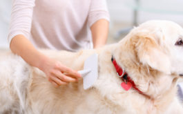Grooming dogs with a brush prevents hair from shedding everywhere