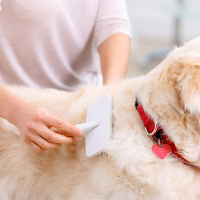 An Easy Step by Step Guide to Cleaning Your Dogs Ears Hartz