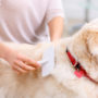 Grooming dogs with a brush prevents hair from shedding everywhere