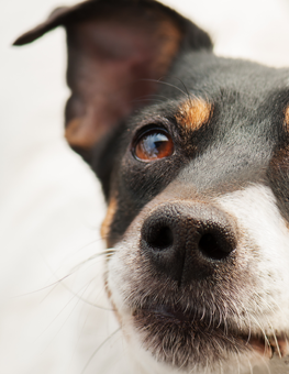 Closeup of small dog with large floppy ears and an infection