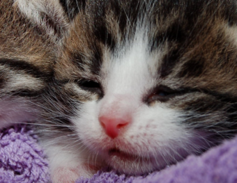 Determining the Age of Your Orphan Kitten – Hartz