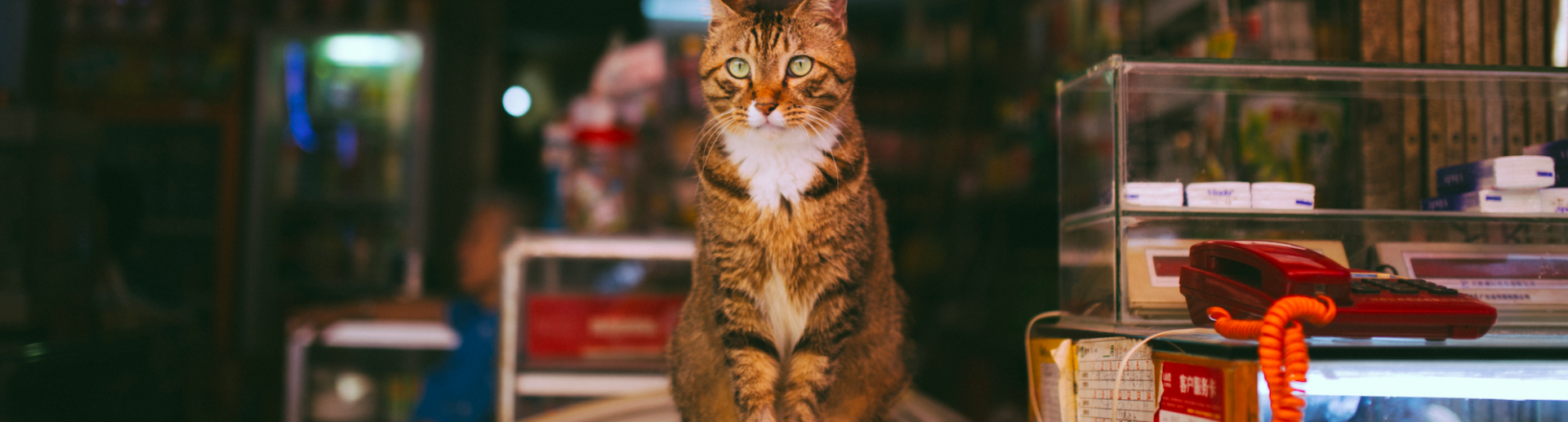 cat check list