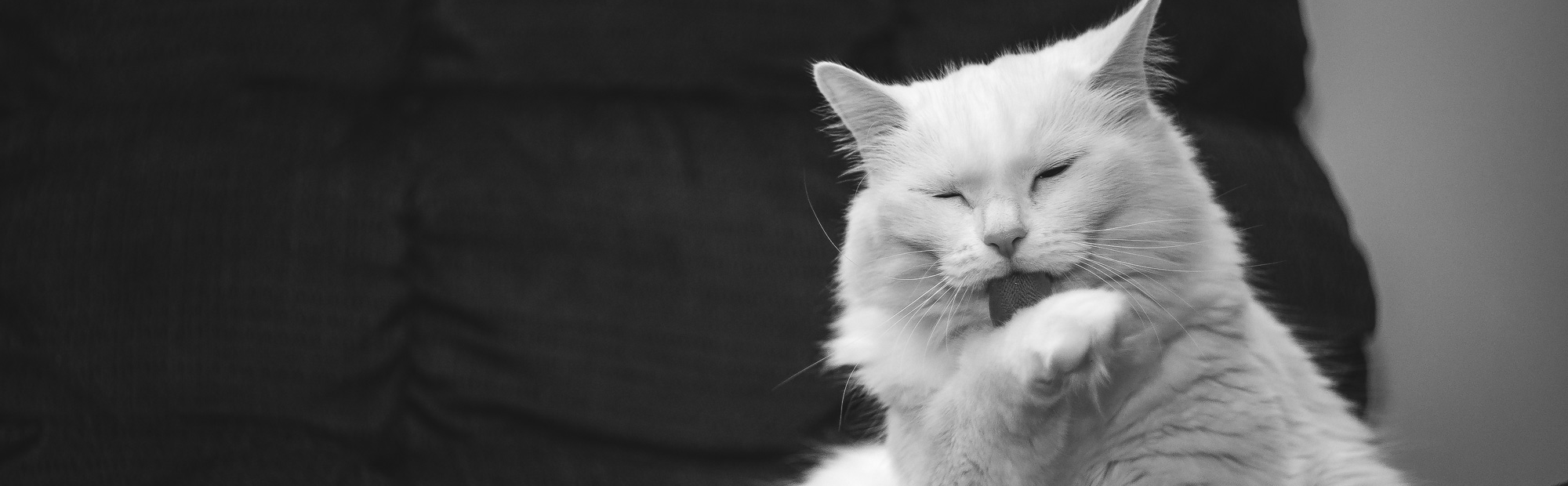 How to Brush Your Cat’s Coat Hartz