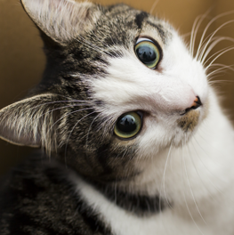 A curious adopted kitten, staring at owner from inside a box