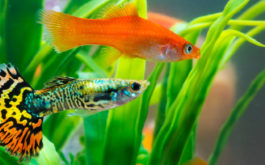 Pair of fish swimming in an aquarium with fluorescent lighting