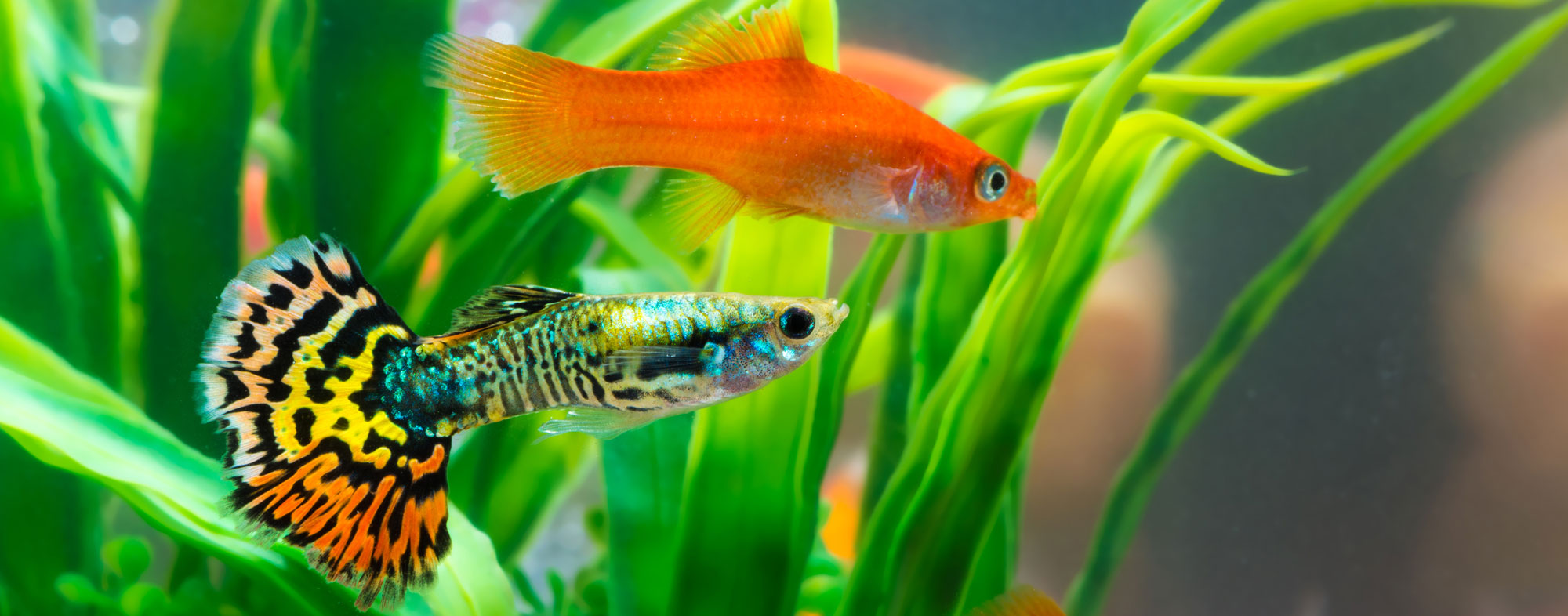 Pair of fish swimming in an aquarium with fluorescent lighting