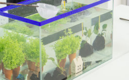 A freshwater aquarium filled with plants