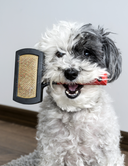 Small dogs that shed frequently will benefit from a bristle brush