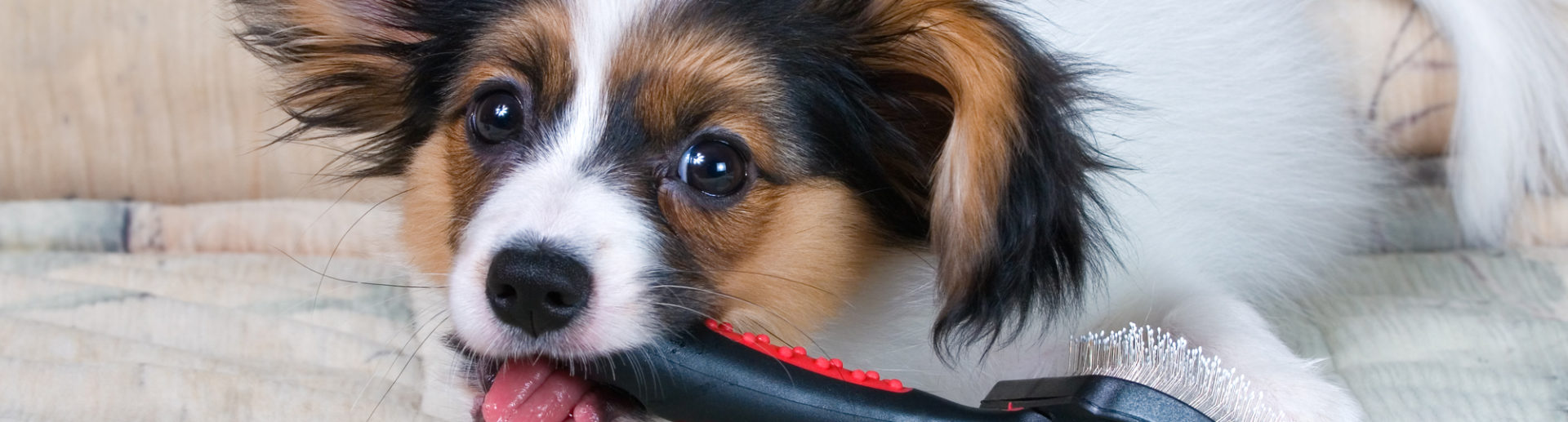 Choosing the Right Brush for Your Dog Hartz