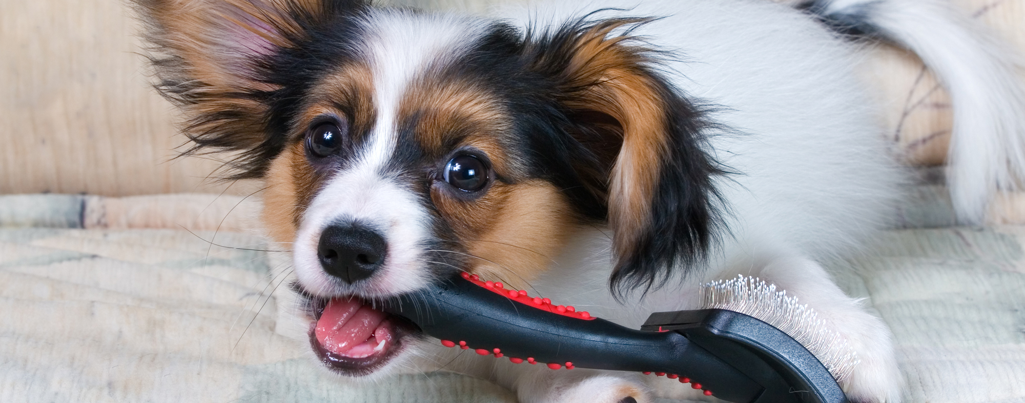 Choosing the Right Brush for Your Dog Hartz