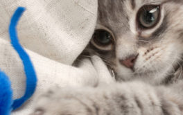 Small kitten, laying on blanket, swiping at toy mouse