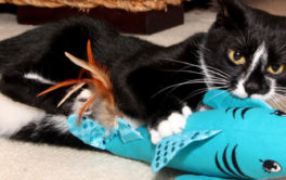 Black and white cat playing with cattraction cat toy.