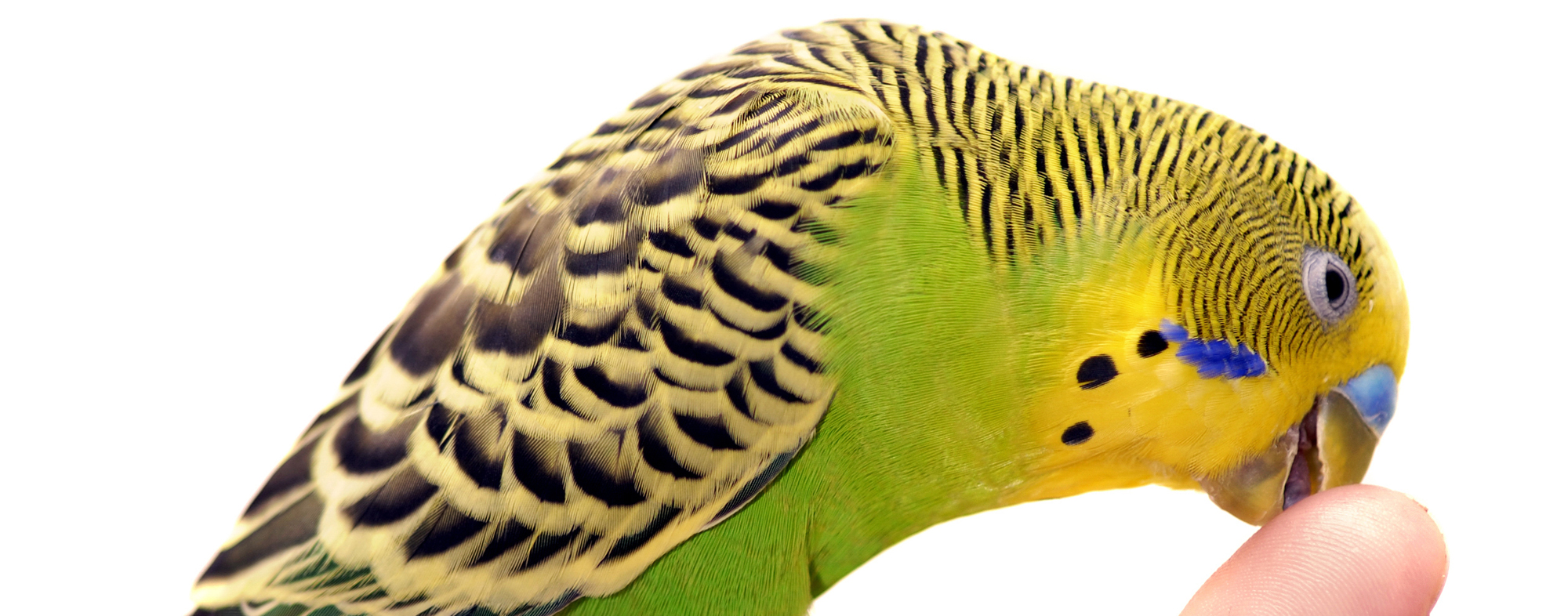 Choosing Your Pet Bird Hartz