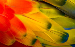 Rainbow of bird feathers that can be clipped painlessly by a vet