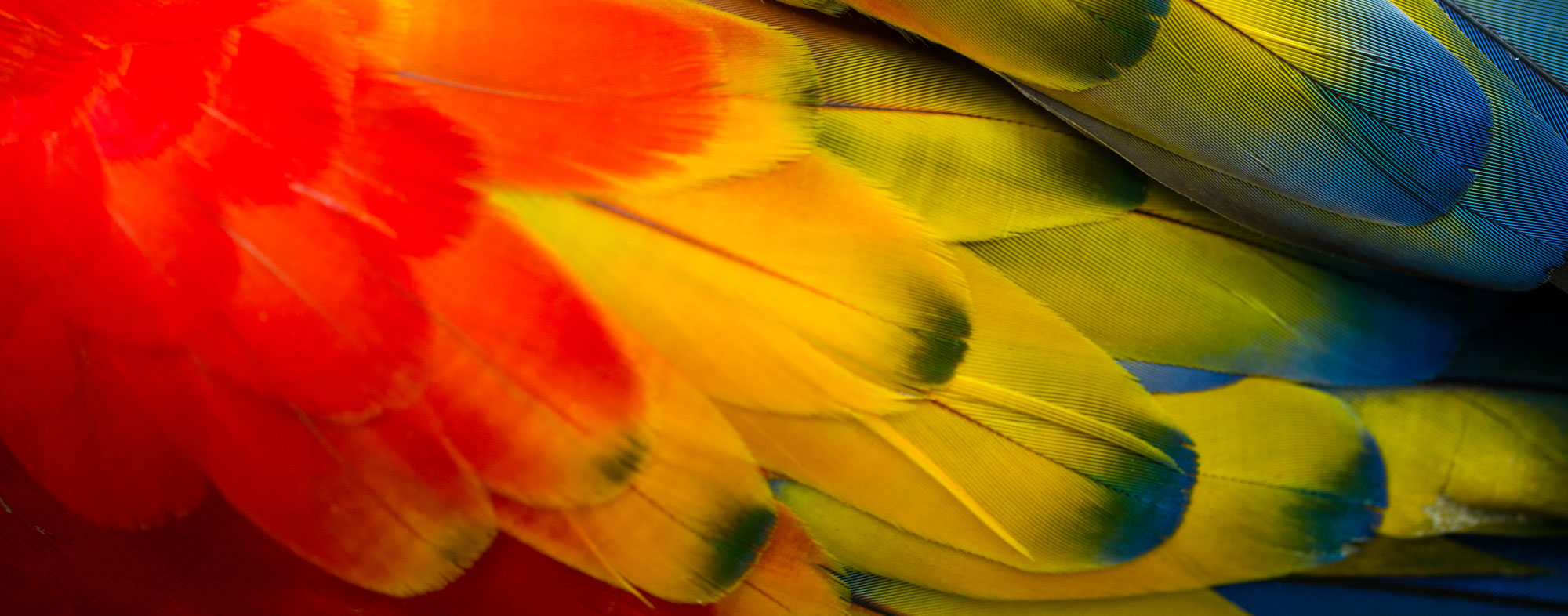 Rainbow of bird feathers that can be clipped painlessly by a vet