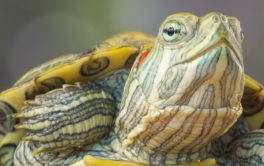 An inquisitive turtle basking in the natural sunlight of his vivarium