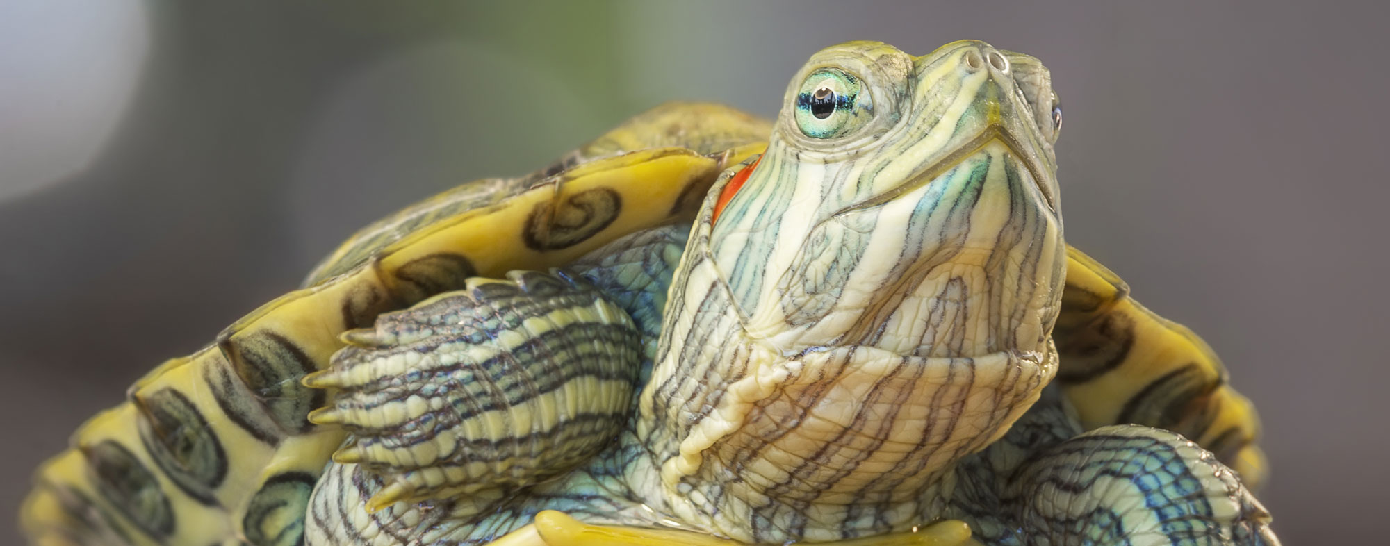 An inquisitive turtle basking in the natural sunlight of his vivarium