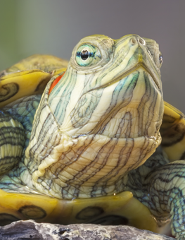 Animals like turtles can live in vivariums if they're well maintained