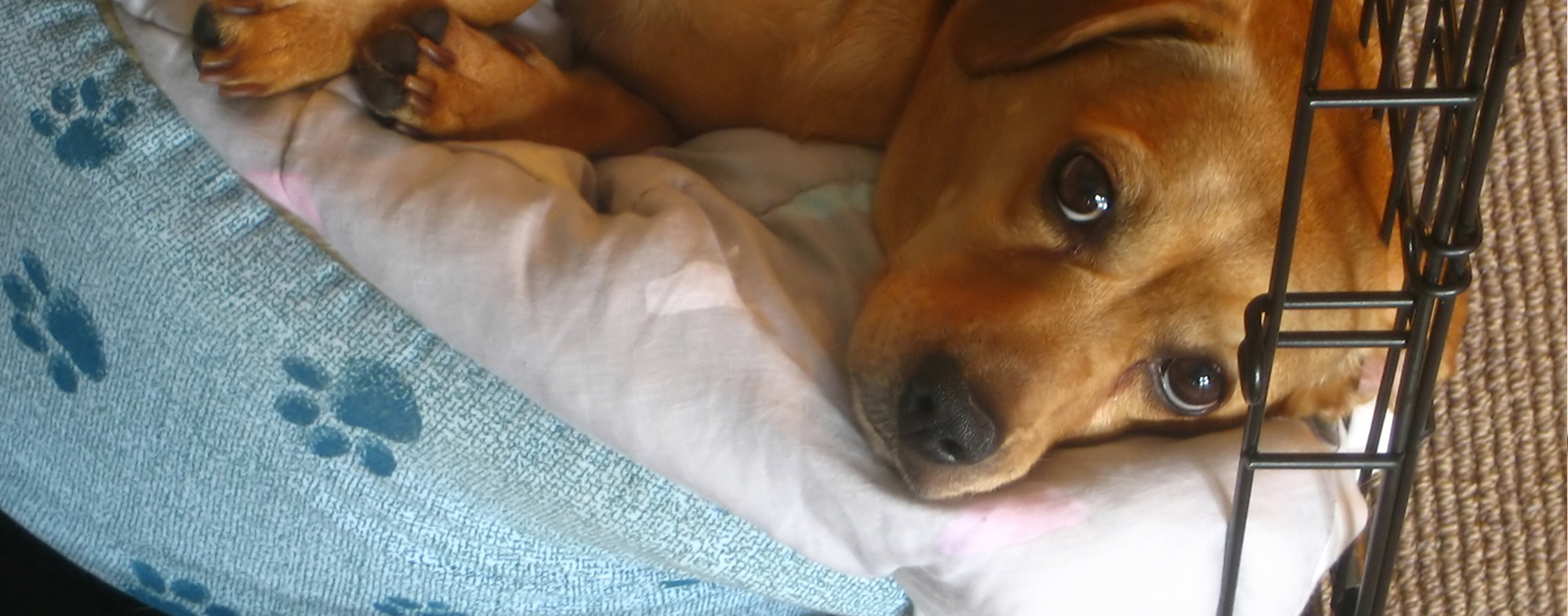 Crate training will teach your dog to relax away from you during the night