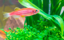Pair of fish swimming around live aquarium plants in their habitat