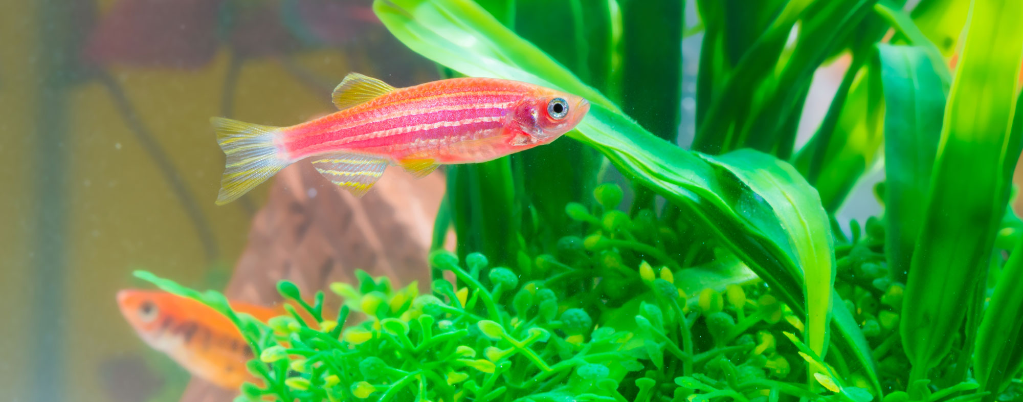 Pair of fish swimming around live aquarium plants in their habitat