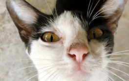 If a cat gets too close to you, you may exhibit symptoms of an allergy