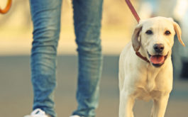 Young dog with a happy demeanor being walked outside on a leash